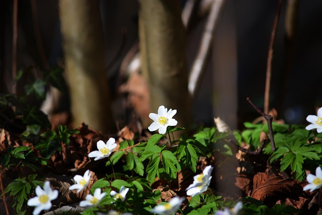Free Snowdrops Flowers photo and picture