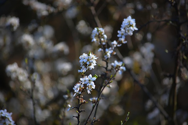 Free Spring White photo and picture