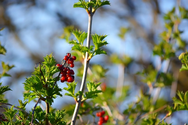 Free Viburnum Fruits photo and picture