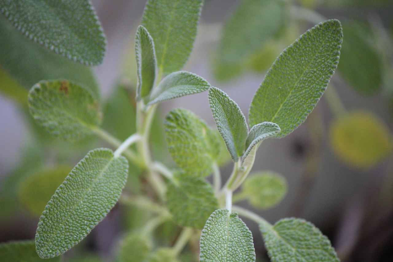40,000+ Free Sage Green & Sage Images - Pixabay