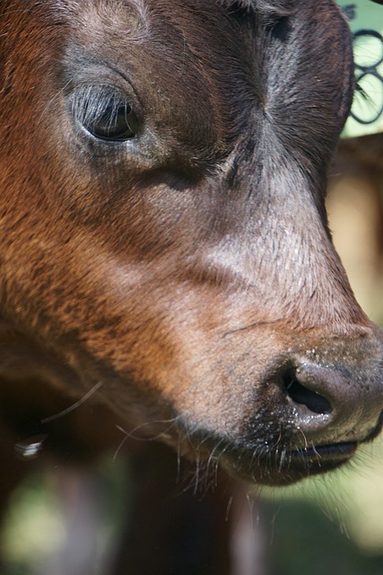 Free Black Angus Calf photo and picture