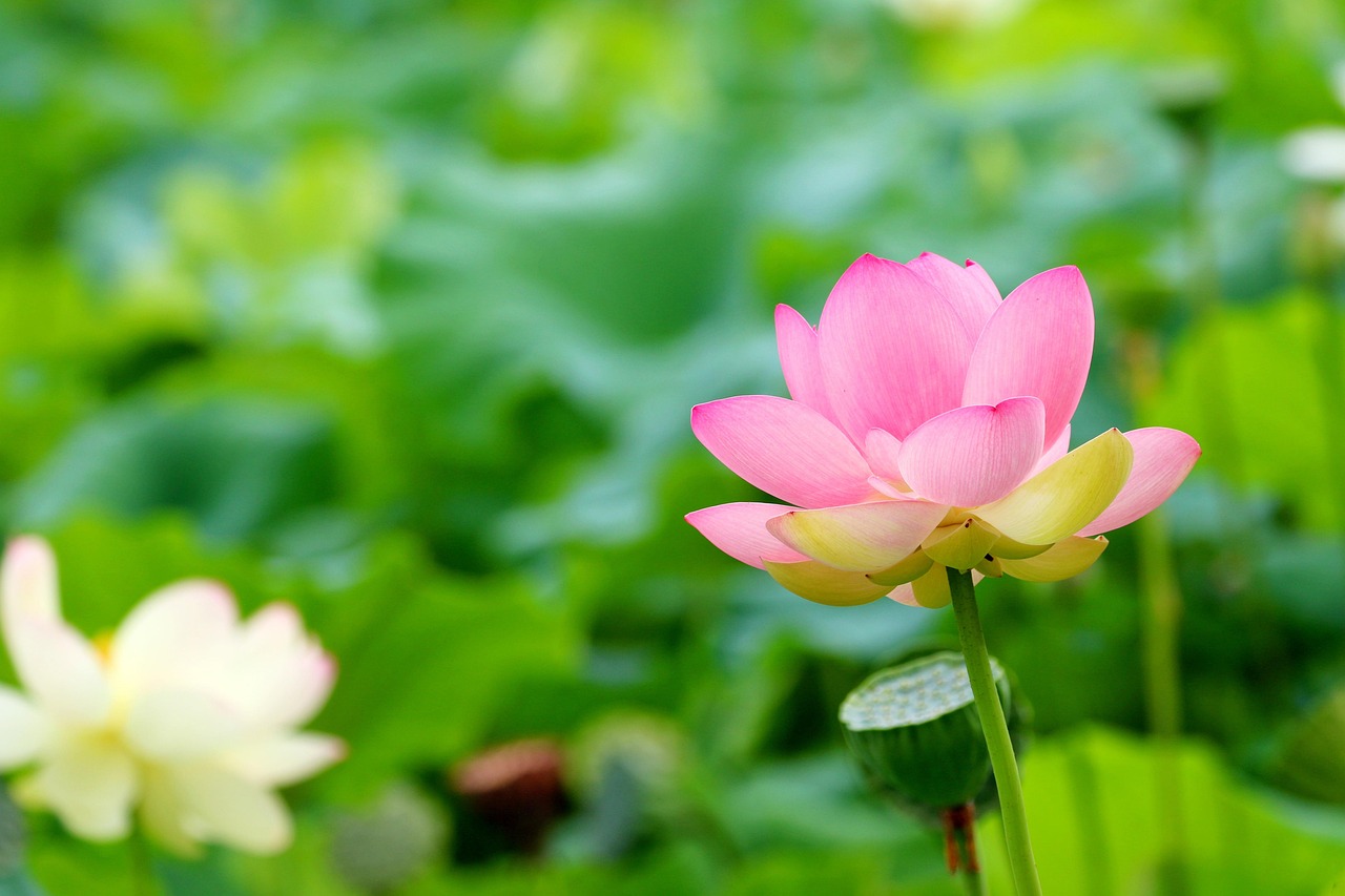 Lotus Lotusteich LotusTeich Kostenloses Foto auf Pixabay Pixabay