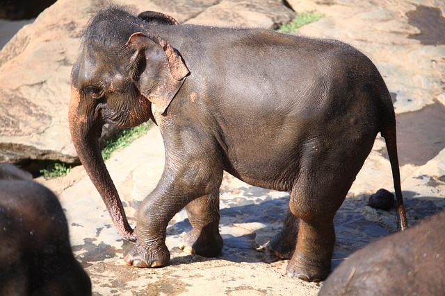 Sri Lanka, Elefant, Dyr, Dyreliv