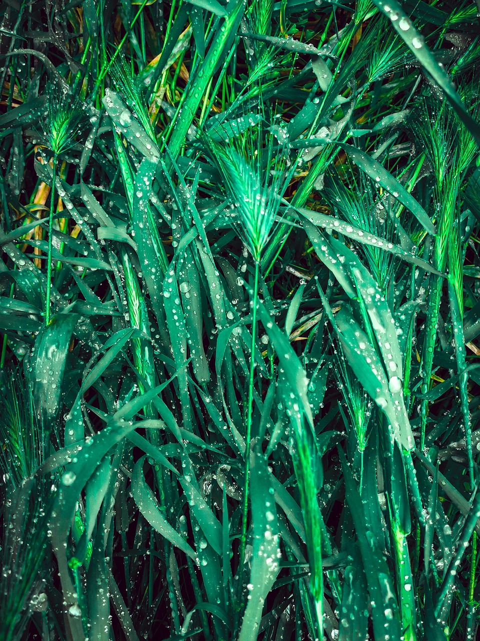 草 绿雨 绿色 - Pixabay上的免费照片 - Pixabay