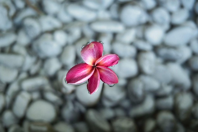 Free Plumeria Flower photo and picture