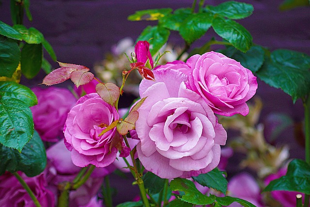 Rosa Blumen Rosen - Kostenloses Foto auf Pixabay - Pixabay