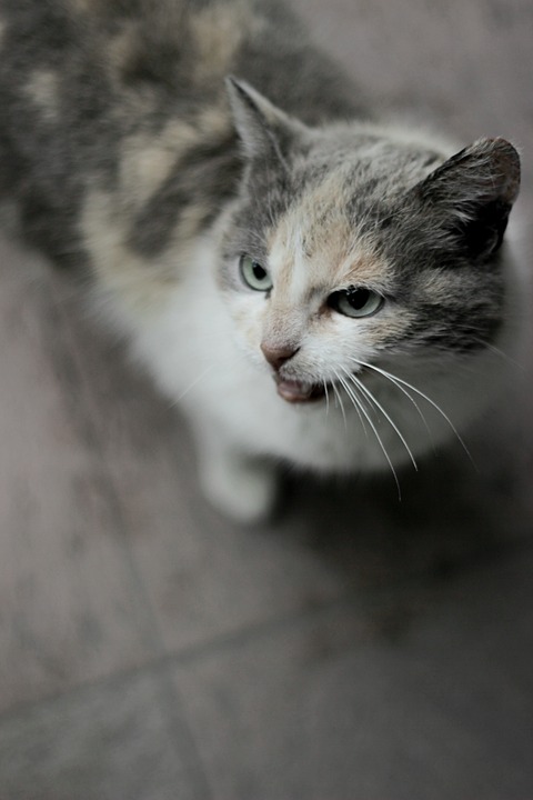 猫 宠物 猫科动物 - Pixabay上的免费照片 - Pixabay