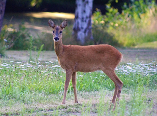 Free Deer Roe Deer photo and picture