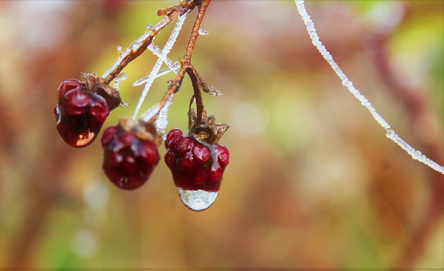 Free Blackberry Fruits photo and picture