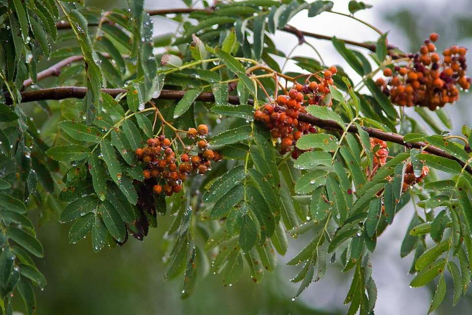 Rowan Plant Rain - Free photo on Pixabay - Pixabay