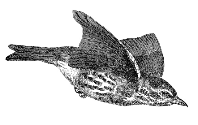 Free redwing bird flying illustration