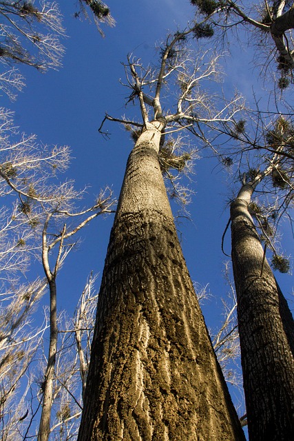 Natuur, Landschap, Forest, Schat, Bomen