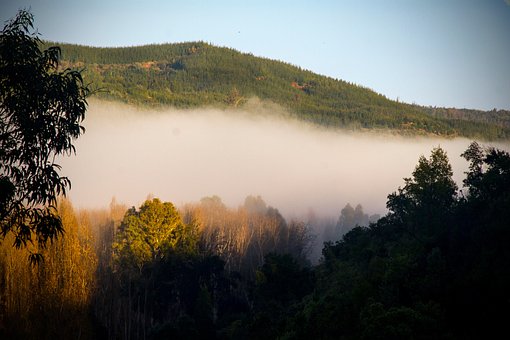 Mist, Forest, Zonsopkomst, Landschap