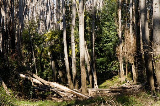 Forest, Bomen, Bosbouw, Takken
