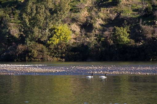 Zwanen, Rivier, Vogels, Aviaire
