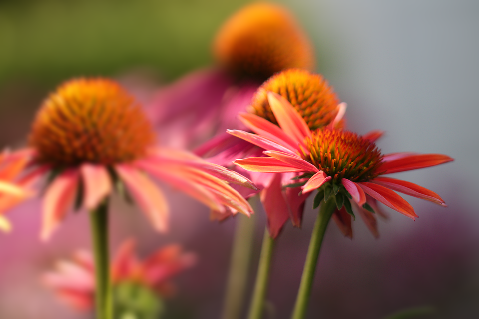 Purple Coneflower Flowers Garden Free photo on Pixabay