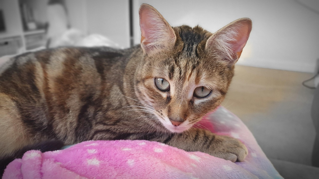 Katze Katzenartig Schnurrhaare Kostenloses Foto Auf Pixabay Pixabay katze-katzenartig-schnurrhaare-kostenloses-foto-auf-pixabay-pixabay