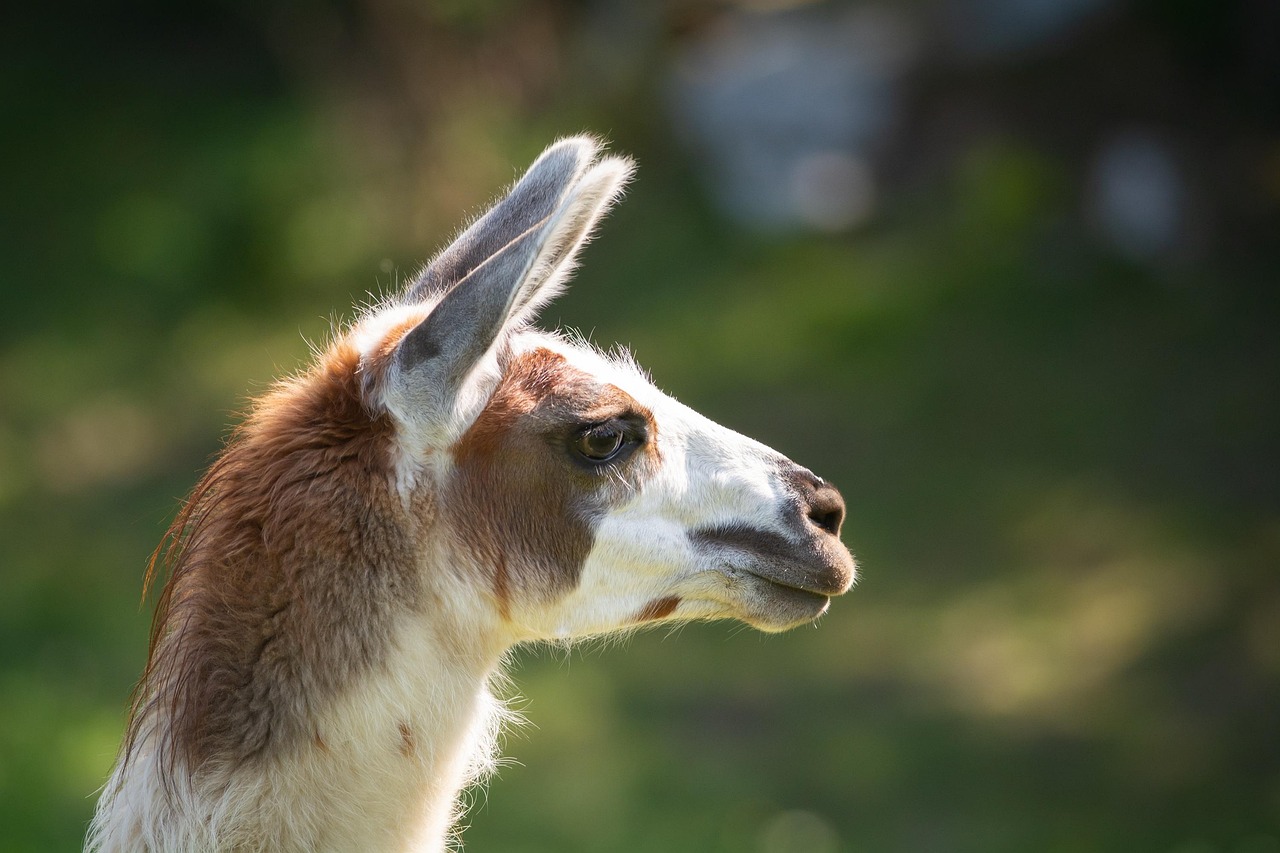 リャマ&動物に関する50以上の無料写真 - Pixabay