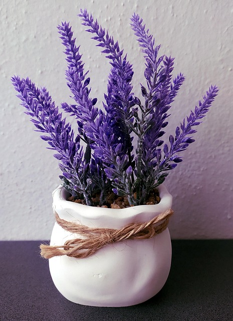 Free Lavender Flowers photo and picture