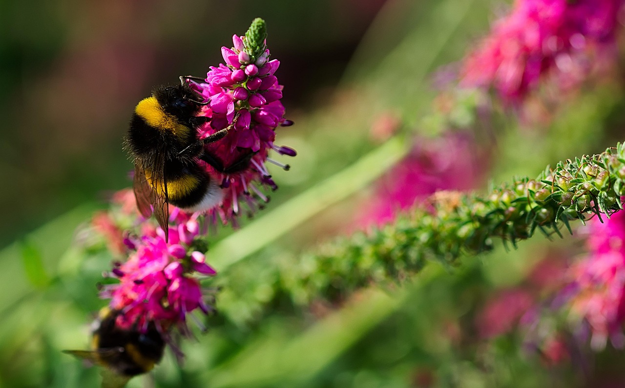 Free Bee Insect photo and picture