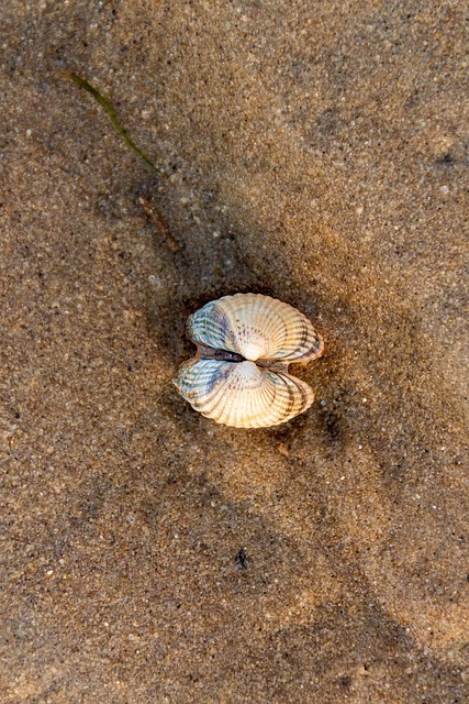 Skal, Strand, Sand, To, Natur, Dyr, Kyst