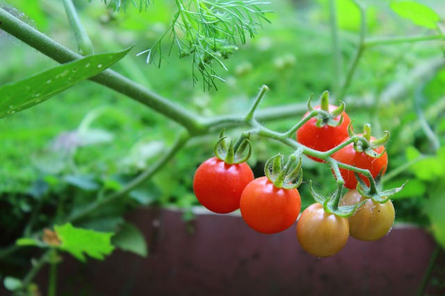 Free Tomatoes Vegetables photo and picture