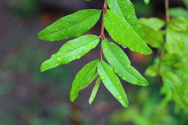 Free Leaves Dewdrops photo and picture