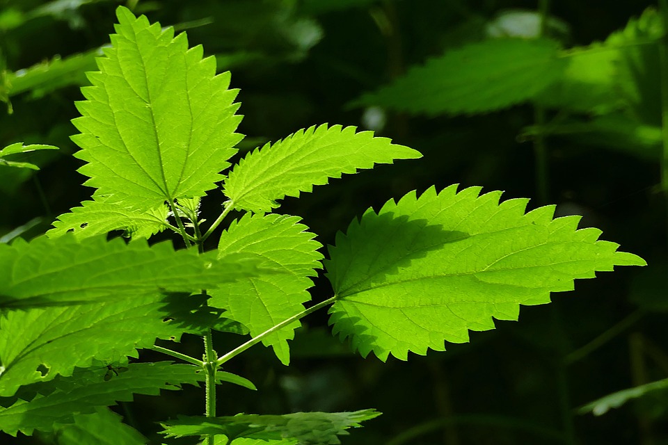 Stinging Nettle Leaf Widescreen Stinging Nettle Plant 1080P 2K 4K 
