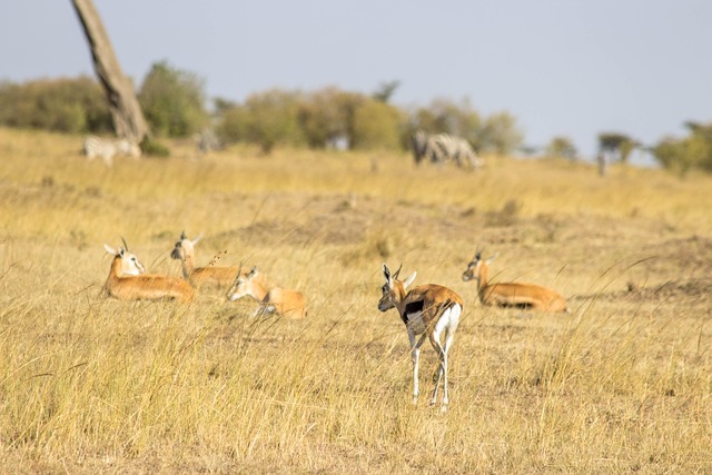 Springbock, Antilope, Tier, Tierwelt
