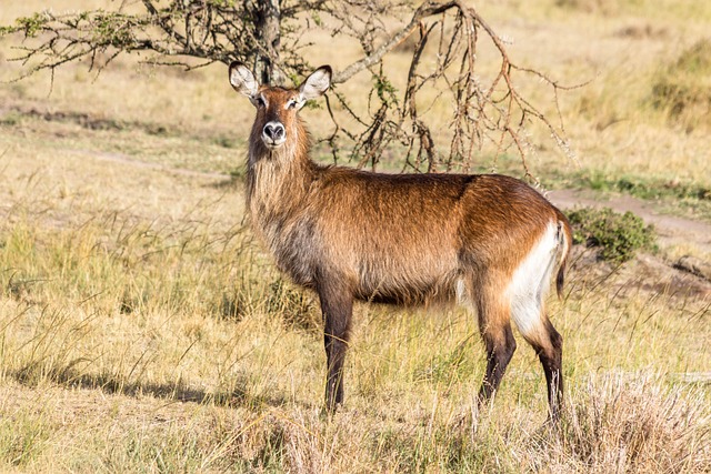 Wasserbock, Antilope, Tier, Tierwelt