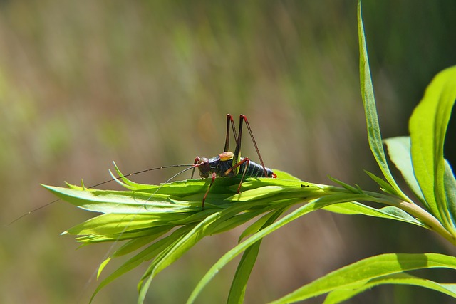 Download free HD stock image of Cricket Insect Free Cricket Insect photo and picture
