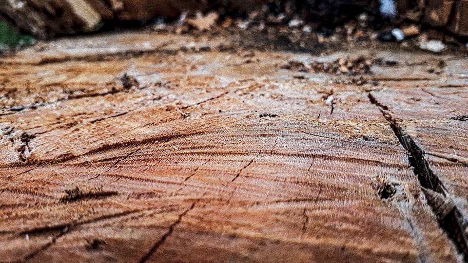 Puu Runko Rakenne - Ilmainen valokuva Pixabayssa - Pixabay