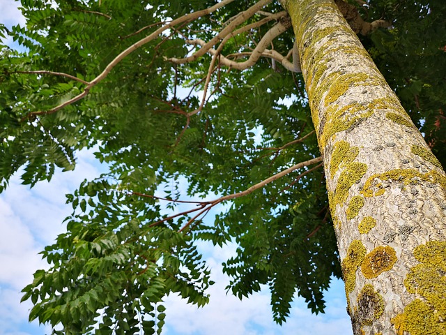 Árvore Porta-Malas Crescimento - Foto gratuita no Pixabay - Pixabay