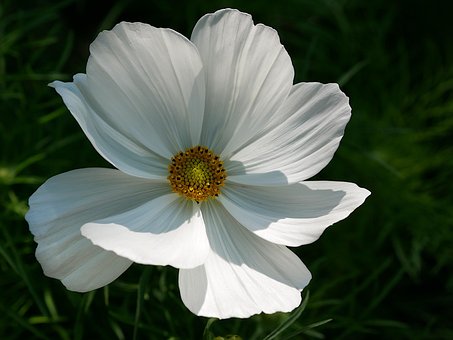 Free Flower Flower Wallpaper photo and picture