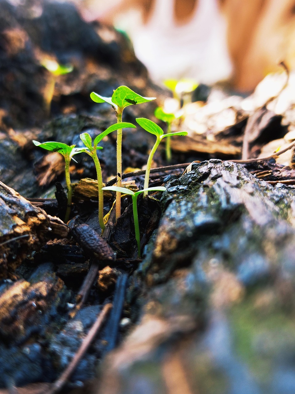 Sprouts Plants Agriculture Small Free photo on Pixabay Pixabay