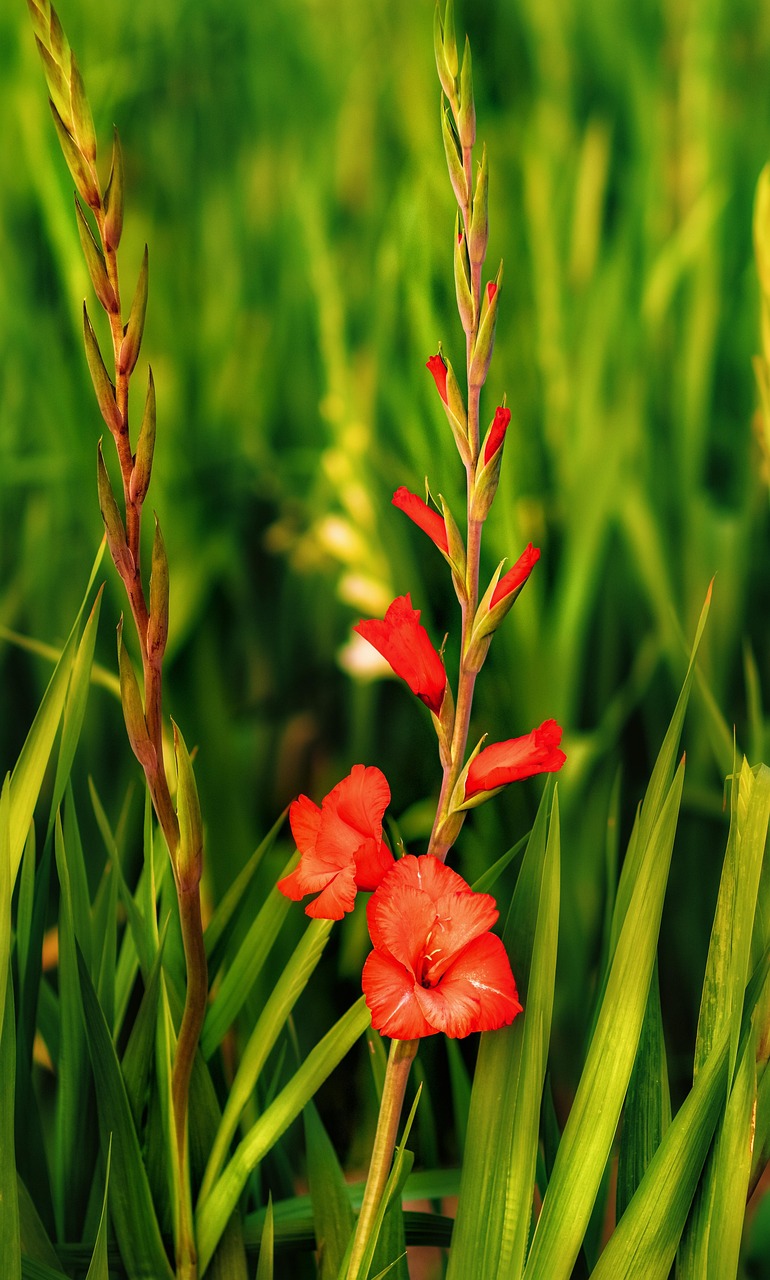 花 剑兰 花瓣 - Pixabay上的免费照片 - Pixabay