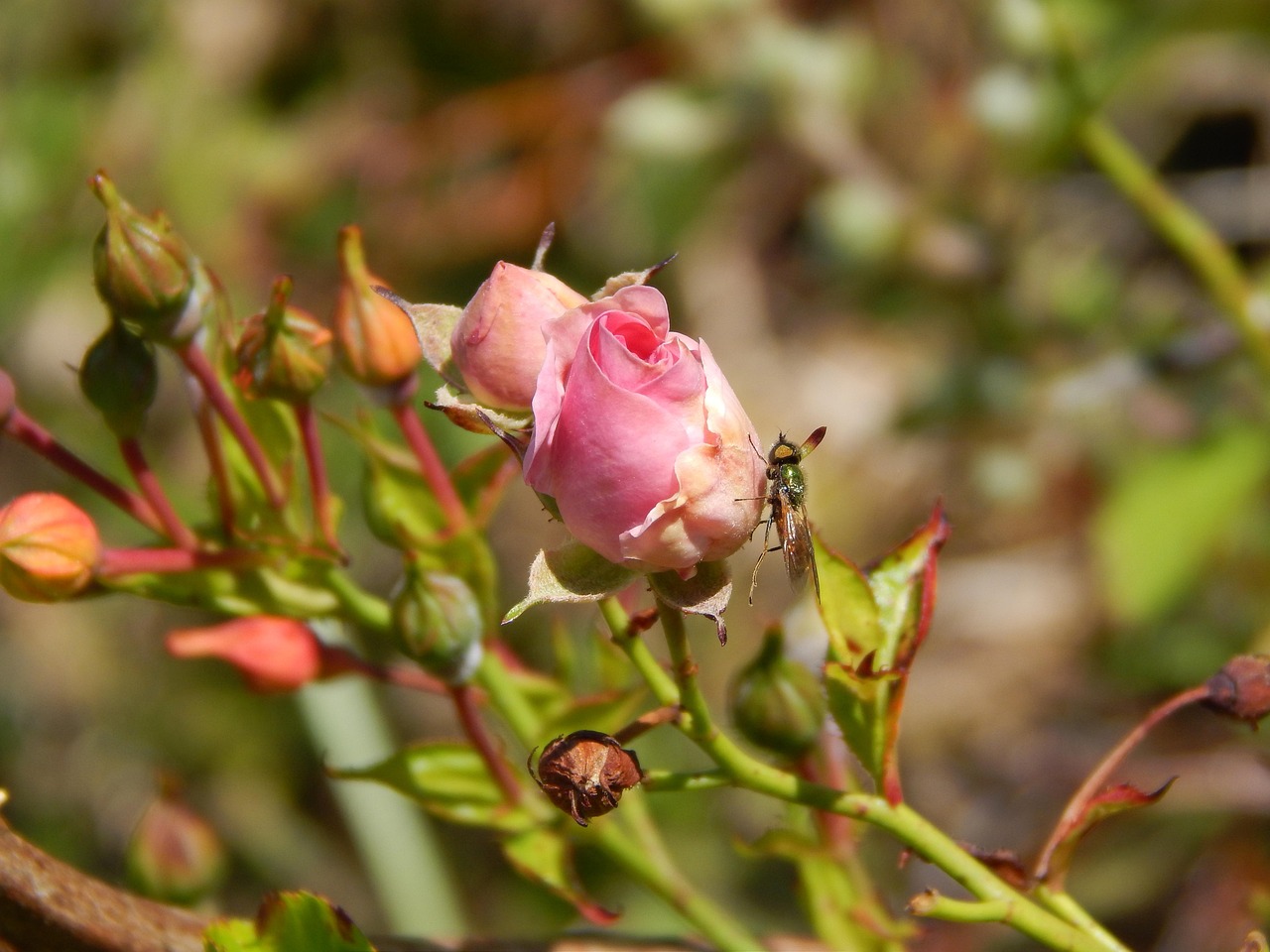 Cravate Liberty Frederick Thomas - Motif Fleur Sauvage Rose Et Jaune - Style Prairie Anglaise - Neuve Avec étiquettes