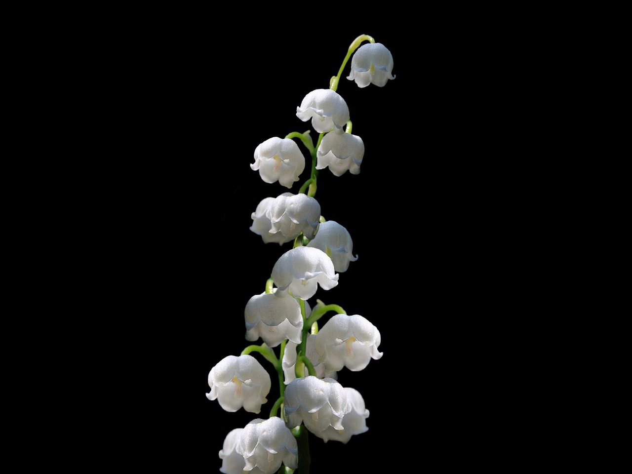 Lilies Of The Valley Flowers White - Free photo on Pixabay