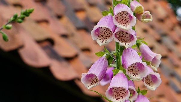 Free Flowers Flower Background photo and picture