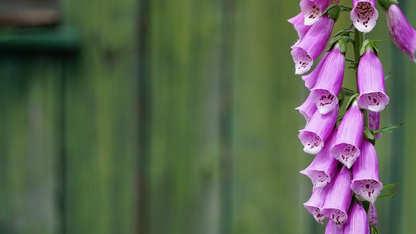 Free Lady'S Gloves Flowers photo and picture