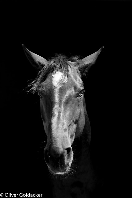 Free Horse Head Horse photo and picture