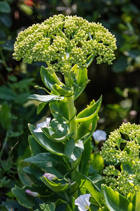 Flowers Orpine Succulent - Free photo on Pixabay - Pixabay