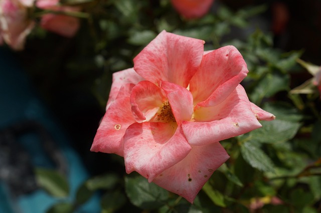 Free Garden Rose Flower photo and picture