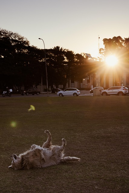 Hund, Sonnenuntergang, Natur, Gras, Tier