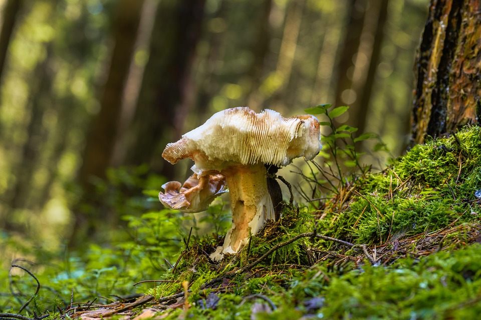 Mushroom Russula Moss Free photo on Pixabay Pixabay