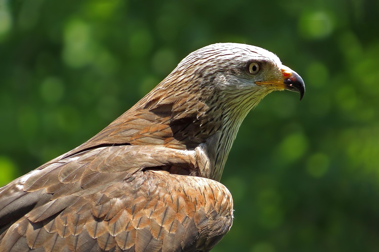 アカトビ 鳥 動物 Pixabayの無料写真