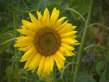 Free Sunflower Flower photo and picture