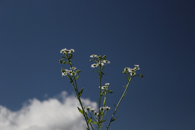 Flor, Cielo, Naturaleza, Nubes