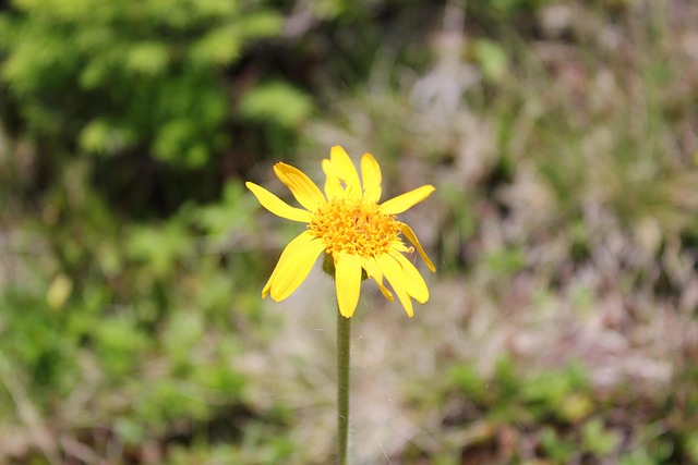 Flor, Pétalos, Planta, Árnica, Florecer