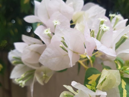 Free Bougainvillea Flowers photo and picture